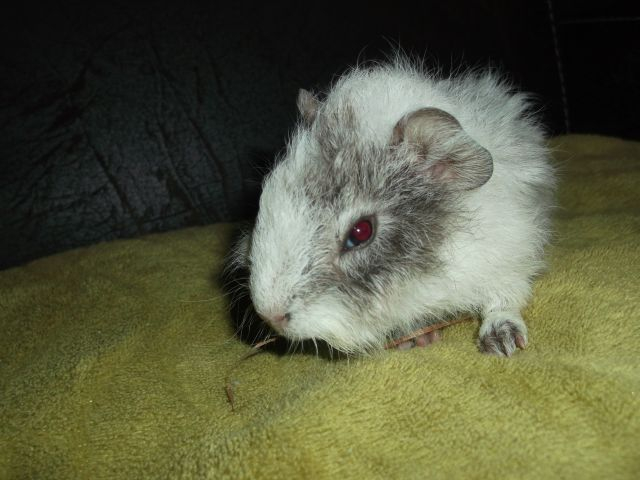 Obrazek