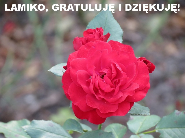 Obrazek