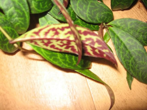 Obrazek
