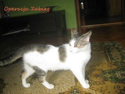Obrazek