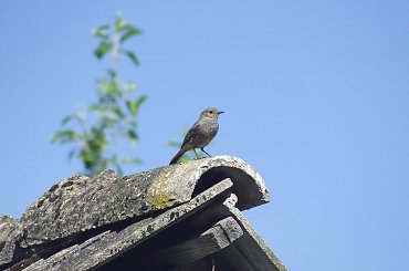 spacer z Lu #kot #koty #kwiatki #maj