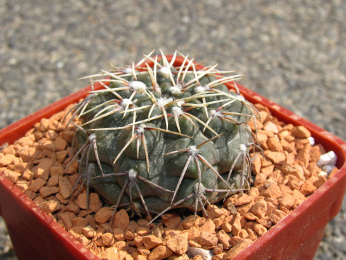 Gymnocalycium kieslingii v. castaneum P 220