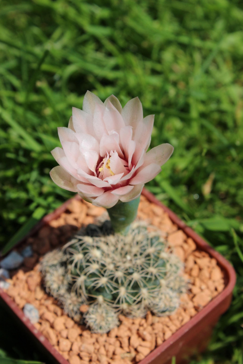 Gymnocalycium parvulum KL 239