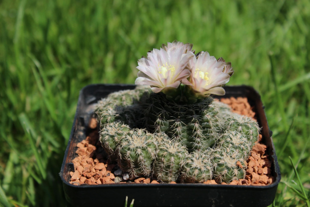 Gymnocalycium lafaldense f. spinossimum