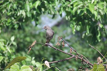 spacer z Lu #kot #koty #kwiatki #maj