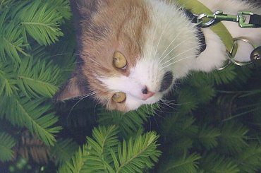 spacer z Lu #kot #koty #kwiatki #maj