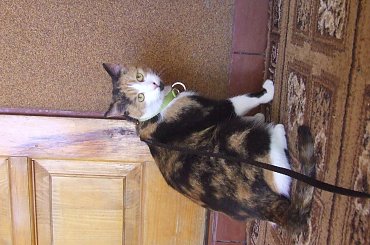 spacer z Lu #kot #koty #kwiatki #maj