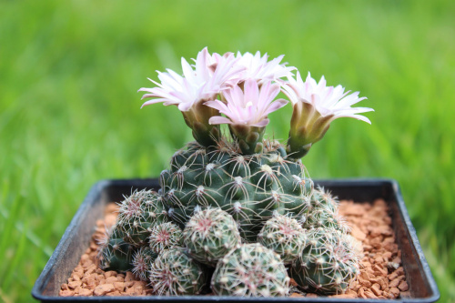 Gymnocalycium bruchii v. brigittae