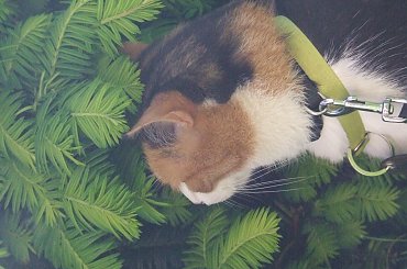 spacer z Lu #kot #koty #kwiatki #maj