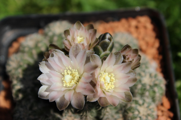 Gymnocalycium lafaldense f. spinossimum