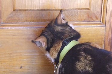 spacer z Lu #kot #koty #kwiatki #maj