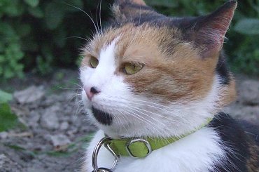 spacer z Lu #kot #koty #kwiatki #maj