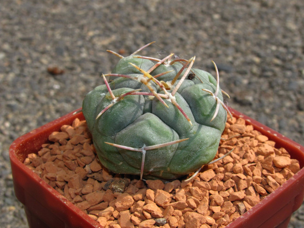 Thelocactus hexaedrophorus