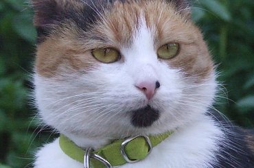 spacer z Lu #kot #koty #kwiatki #maj