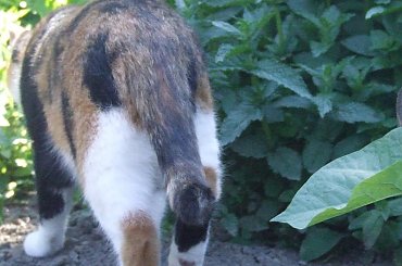 spacer z Lu #kot #koty #kwiatki #maj