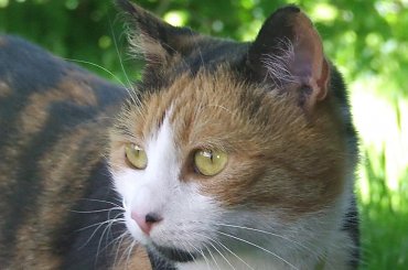 spacer z Lu #kot #koty #kwiatki #maj