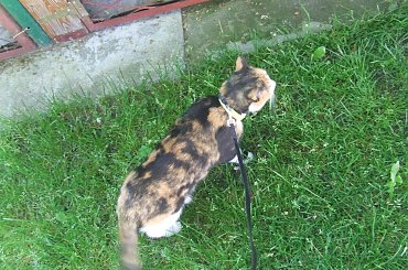 spacer z Lu #kot #koty #kwiatki #maj