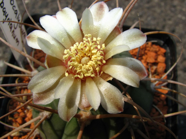 Gymnocalycium bayrianum