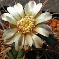 Gymnocalycium bayrianum