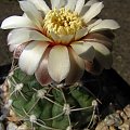 Gymnocalycium moserianum B 56