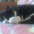 Tu Mruczka robi, to co lubi najlepiej czyli śpi #koty #Zwierzęta