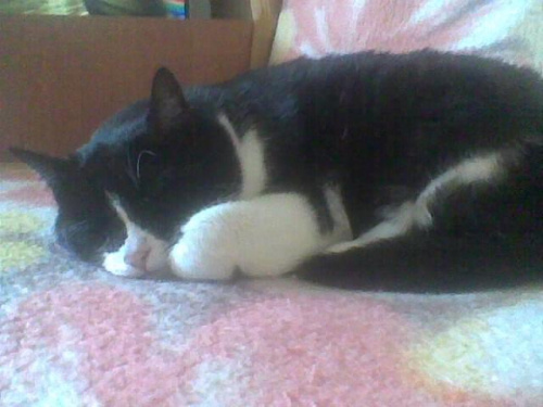 Tu Mruczka robi, to co lubi najlepiej czyli śpi #koty #Zwierzęta