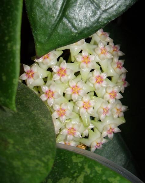 Hoya parasitica Lao