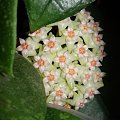 Hoya parasitica Lao