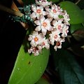 Hoya acuta Chang Island