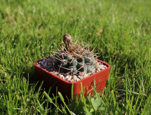 Gymnocalycium ochoterenae v. scoparium GN 88-98/245