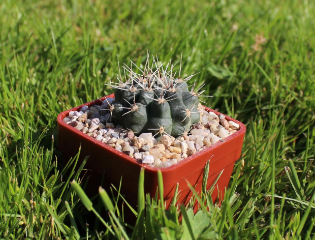 Gymnocalycium gibbosum v. ventanicola P 94