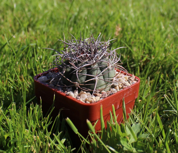 Gymnocalycium acorrugatum VS 34