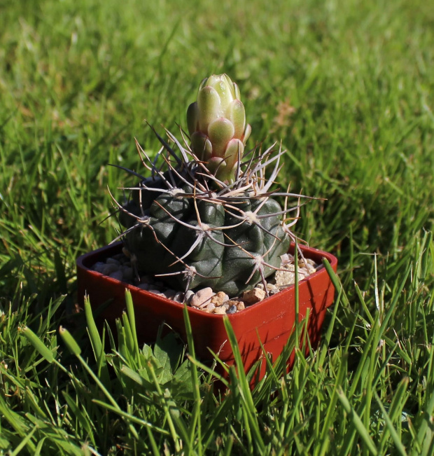 Gymnocalycium bicolor KL 281