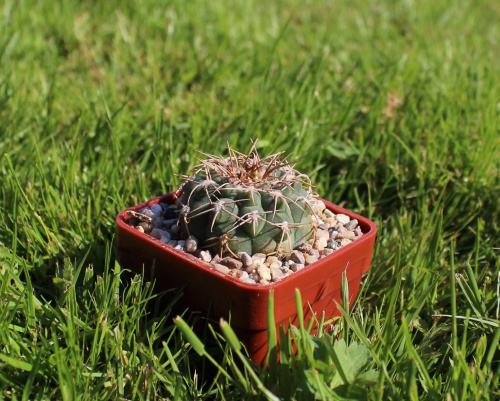 Gymnocalycium ochoterenae KL 189