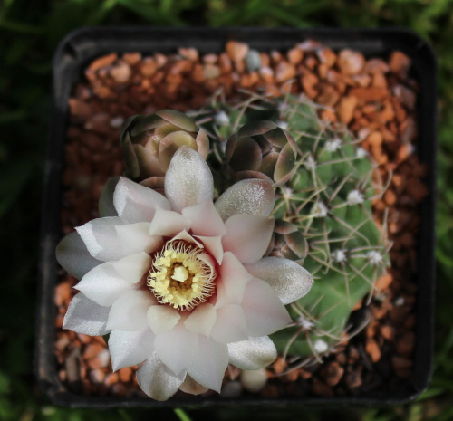 Gymnocalycium erinaceum v. paucisquamosum