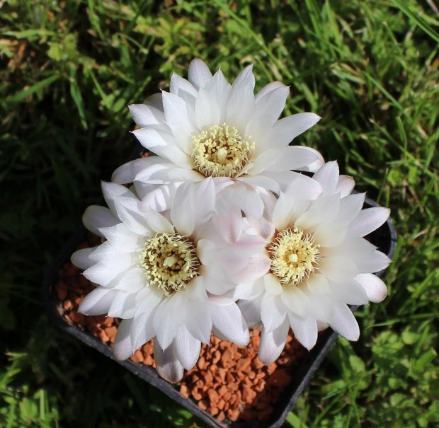 Gymnocalycium taningaense P 212