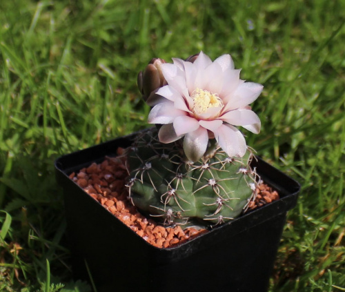 Gymnocalycium erinaceum v. paucisquamosum