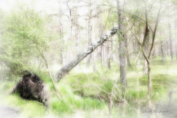 w rezerwacie Czołpino czas wolno płynie #Czołpino #RezerwatPrzyrody #drzewa #przyroda #krajobraz