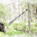 w rezerwacie Czołpino czas wolno płynie #Czołpino #RezerwatPrzyrody #drzewa #przyroda #krajobraz
