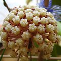 Hoya sp. Nong Nooch