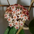 Hoya acuta Chang Island EPC-682