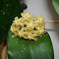 Hoya erythrina