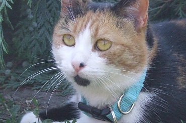 Lu #kot #koty #kwiatki #maj #popiół