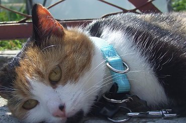 Lu #kot #koty #kwiatki #maj #popiół