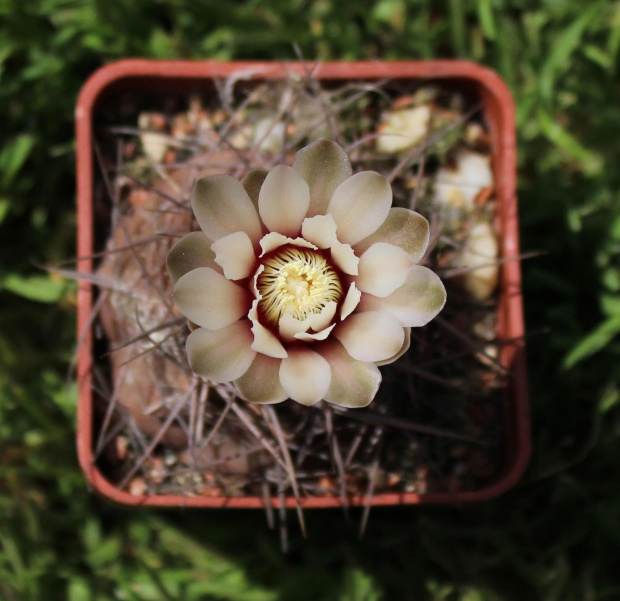 Gymnocalycium striglianum ssp. aeneum GN 90-120/893