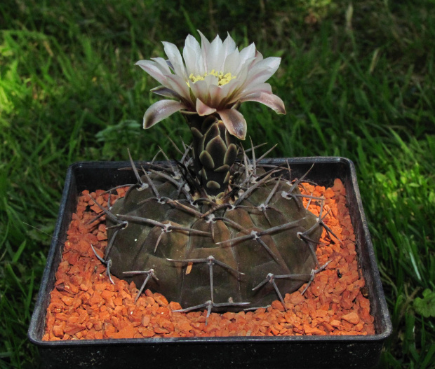 Gymnocalycium riojense