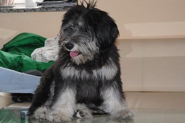 #PON #AmaCanem #szczeniaki #hodowla #psy