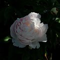 Shirley Temple #kwiaty #ogródek #róże