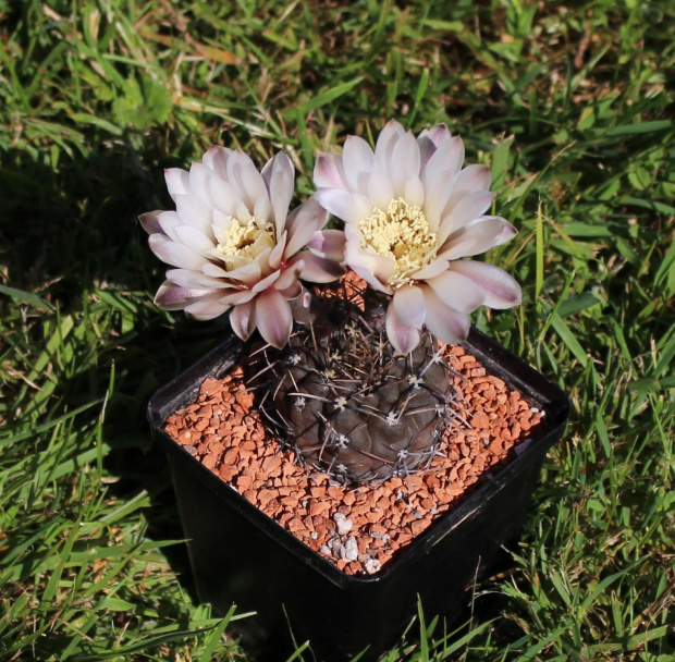 Gymnocalycium striglianum