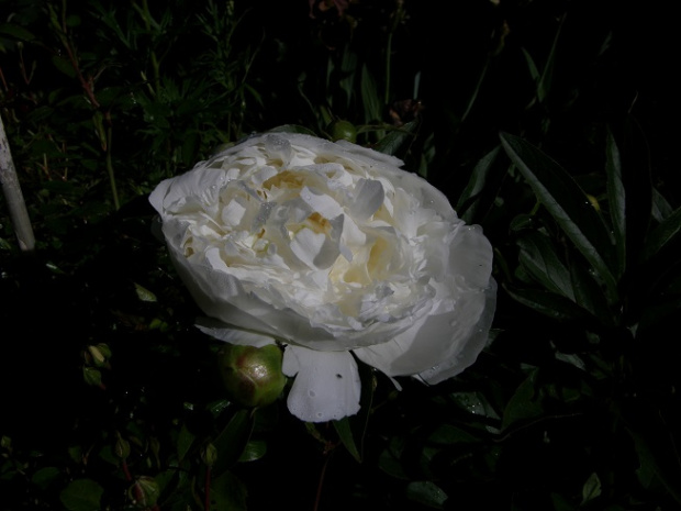Duchesse de Nemours #kwiaty #ogródek #peonie #róże